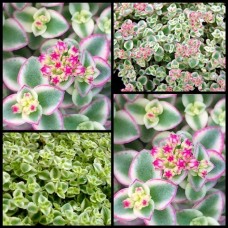 Crassula Little Missy Petite Bicolor x 1 Succulent Plants Groundcover hanging basket Succulents Sedum pellucida Rockery Pot Indoors Pink Flowering